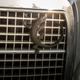 A lizard emblem on the grille of a 1971 Mercedes-Benz 300SEL 6.3